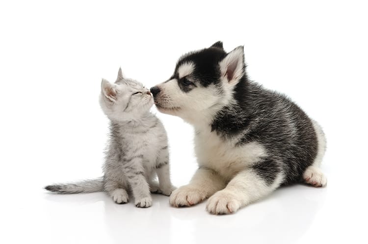Ma passion, les animaux avec un vétérinaire